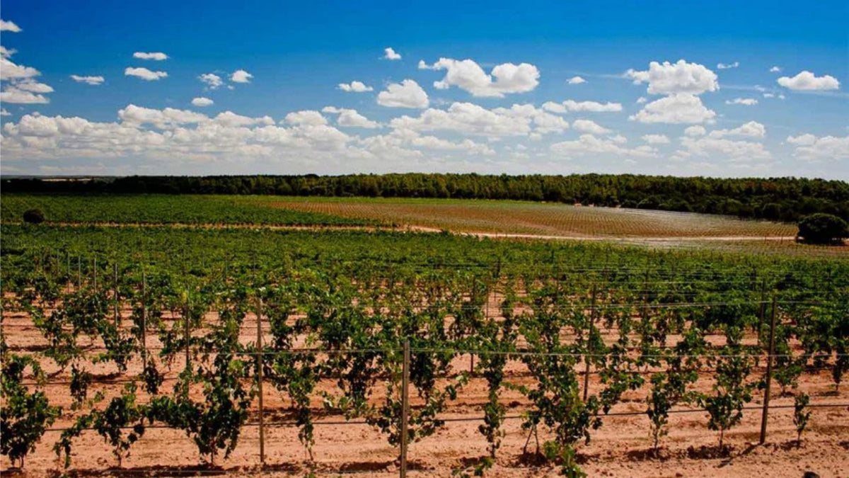Matasnos Forest Winery