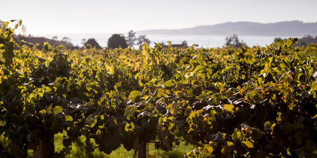 Bodega Sangarida