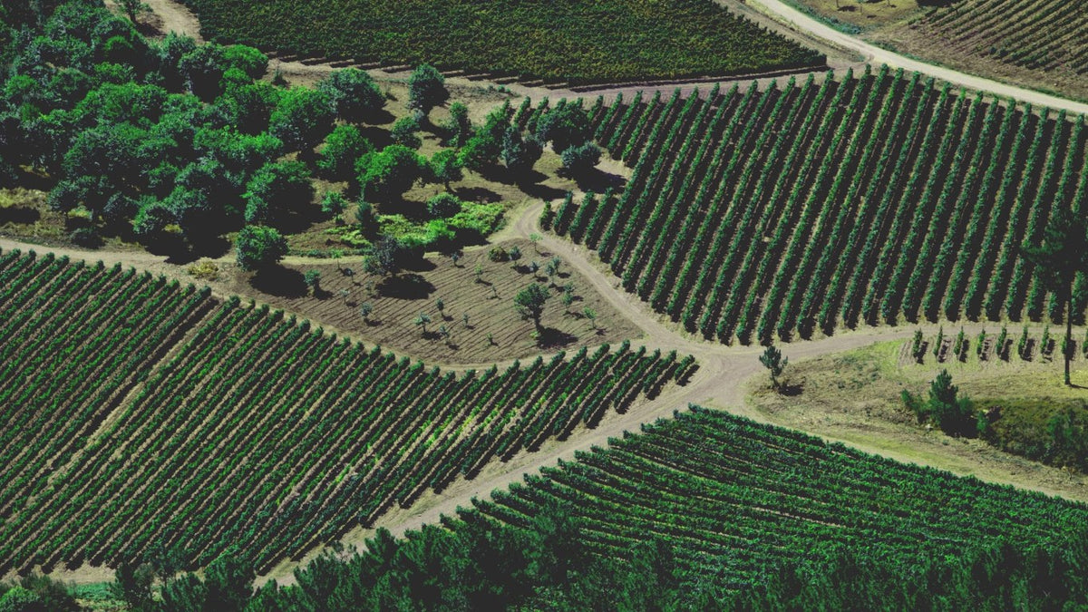 Joaquín Rebolledo Wineries