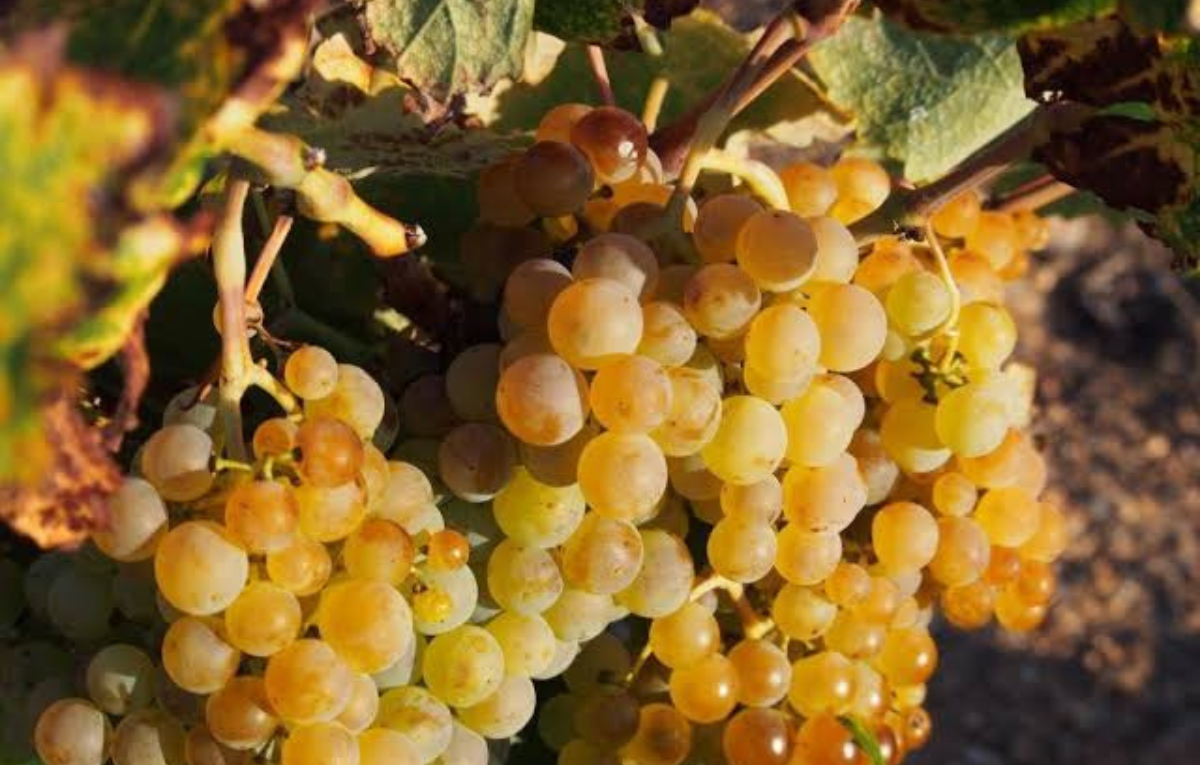 Godello