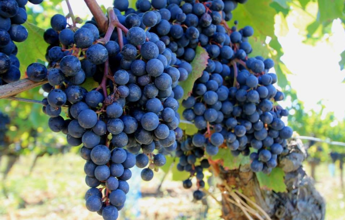 Malbec