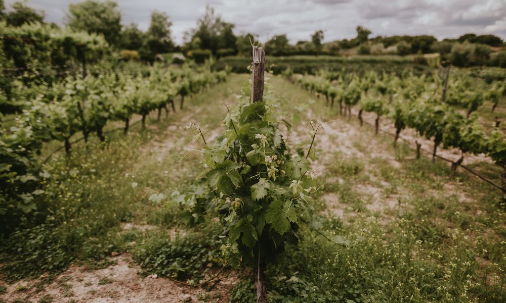 Regajal Wineries